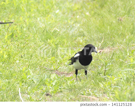 A magpie standing in the grassland A magpie standing in the grassland 141125128