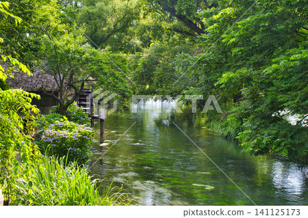 [Nagano Prefecture] The Tategawa River flows through Daio Wasabi Farm. 141125173