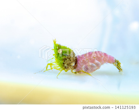 Sashimi shrimp Sashimi shrimp 141125193