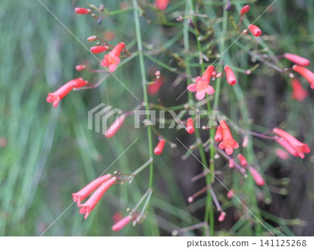 炮竹紅 炮竹紅 141125268