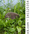 Close-up of a spiky hedgehog foraging among lush green wild plants and tall grass in a natural outdoor garden setting. 141125354