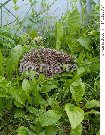 Close-up of a spiky hedgehog foraging among lush green wild plants and tall grass in a natural outdoor garden setting. 141125354