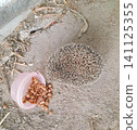 Top view of a small spiny hedgehog sitting on dusty ground next to a spilled plastic cup filled with dry pet food kibble. 141125355