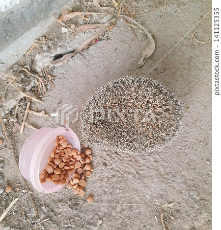 Top view of a small spiny hedgehog sitting on dusty ground next to a spilled plastic cup filled with dry pet food kibble. 141125355