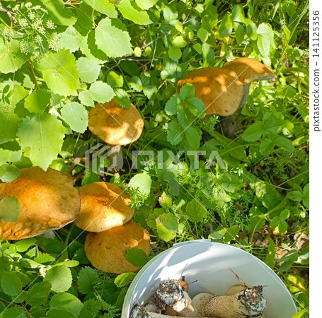 Top-down view of vibrant orange wild mushrooms growing in a forest, next to a white bucket filled with foraged harvest. Top-down view of vibrant orange wild mushrooms growing in a forest, next to a white bucket filled with foraged harvest. 141125356