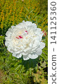 Stunning close-up of a large white peony flower with vibrant red-pink center petals, blooming in a sunny green garden. 141125360