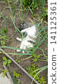 Top-down view of a relaxed white and tabby cat lying on its back among tall green plants on dry garden soil. 141125361