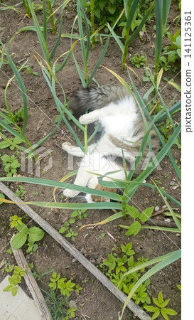 Top-down view of a relaxed white and tabby cat lying on its back among tall green plants on dry garden soil. 141125361