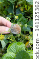 A hand holds a rotten, moldy grey strawberry attached to a green plant, showing fungal disease in the garden 141125362