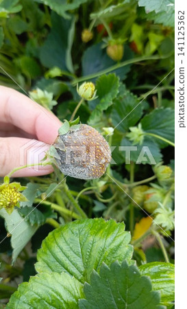 A hand holds a rotten, moldy grey strawberry attached to a green plant, showing fungal disease in the garden A hand holds a rotten, moldy grey strawberry attached to a green plant, showing fungal disease in the garden 141125362