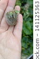 Close-up of a human palm holding a single spoiled strawberry covered in grey mold and fuzzy fungal growth. 141125363