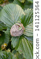 Close-up of a rotten strawberry completely covered in grey mold, resting on green leaves in an outdoor garden. 141125364