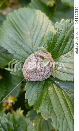 Close-up of a rotten strawberry completely covered in grey mold, resting on green leaves in an outdoor garden. 141125364