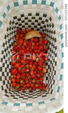 Top-down view inside a checkered woven basket filled with freshly picked red strawberries and one wild mushroom. Top-down view inside a checkered woven basket filled with freshly picked red strawberries and one wild mushroom. 141125366