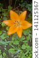 Top-down close-up of a vibrant orange lily flower with six petals and visible stamens, blooming among green foliage. 141125367