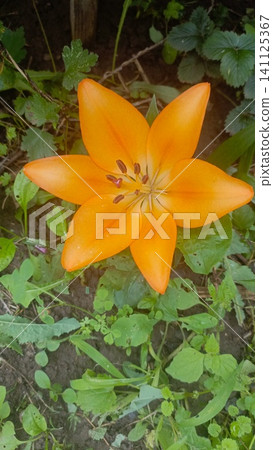 Top-down close-up of a vibrant orange lily flower with six petals and visible stamens, blooming among green foliage. Top-down close-up of a vibrant orange lily flower with six petals and visible stamens, blooming among green foliage. 141125367