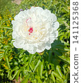 Close-up of a magnificent white peony flower with striking red-pink center petals, blooming in a lush green summer garden outdoors. 141125368