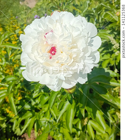 Close-up of a magnificent white peony flower with striking red-pink center petals, blooming in a lush green summer garden outdoors. Close-up of a magnificent white peony flower with striking red-pink center petals, blooming in a lush green summer garden outdoors. 141125368