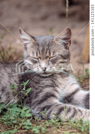 Cute grey cat sleeping in the yard on the grass in summer Cute grey cat sleeping in the yard on the grass in summer 141125383