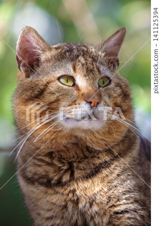 Portrait of the cute cat sitting outdoors against a green nature background Portrait of the cute cat sitting outdoors against a green nature background 141125394