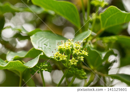 A scene from early summer when the Japanese laurel flowers begin to bloom. A scene from early summer when the Japanese laurel flowers begin to bloom. 141125601
