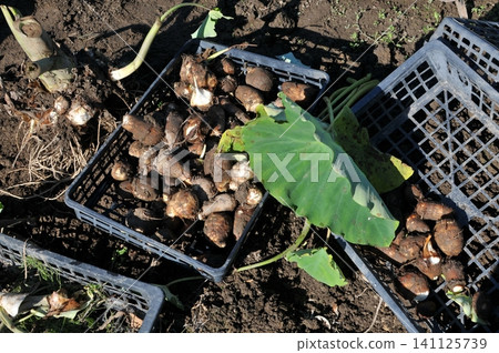 Taro root immediately after harvest (still covered in mud) 04 Taro root immediately after harvest (still covered in mud) 04 141125739