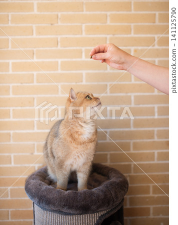 A Playful Cat is Joyfully Enjoying Its Leisure Time while Engaging with a Fun Toy A Playful Cat is Joyfully Enjoying Its Leisure Time while Engaging with a Fun Toy 141125790