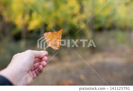 Hand holding autumn leaf in nature with blurred background and vibrant colors Hand holding autumn leaf in nature with blurred background and vibrant colors 141125791