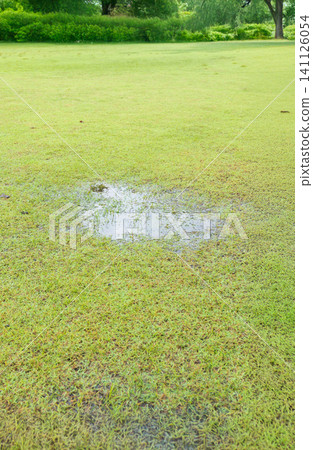 Grass Died becauseYard Drainage Problems and Waterlogged lawns. 141126054
