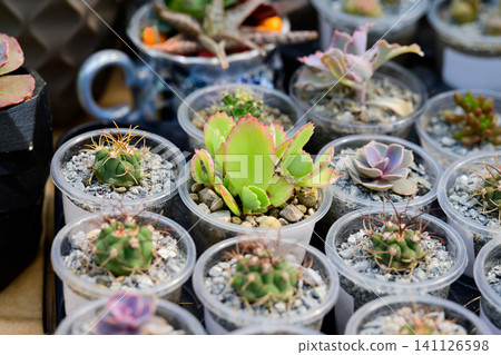 Kalanchoe succulent and mini cacti in plastic cups with gravel soil closeup view at plant market display Kalanchoe succulent and mini cacti in plastic cups with gravel soil closeup view at plant market display 141126598