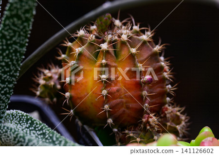 Variegated Gymnocalycium mihanovichii moon cactus with small pink flower bud close up copy space Variegated Gymnocalycium mihanovichii moon cactus with small pink flower bud close up copy space 141126602