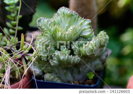 Euphorbia lactea Cristata crested elkhorn succulent plant growing in a flowerpot close up copy space Euphorbia lactea Cristata crested elkhorn succulent plant growing in a flowerpot close up copy space 141126603