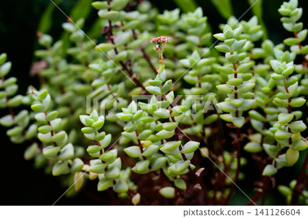 Crassula perforata necklace vine succulent plant with small green leaves and tiny flowers close up Crassula perforata necklace vine succulent plant with small green leaves and tiny flowers close up 141126604