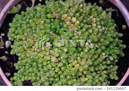 Sedum compactum succulent plant with small dense rounded rosettes in a clay pot close up Sedum compactum succulent plant with small dense rounded rosettes in a clay pot close up 141126607