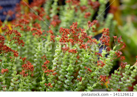 Crassula rupestris marnieriana jade necklace succulent plant with green stacked leaves and dried orange flowers close up 141126612