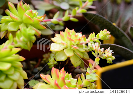Sedum adolphii Golden Glow succulent plant with blooming white star shaped flowers in a flowerpot close up copy space Sedum adolphii Golden Glow succulent plant with blooming white star shaped flowers in a flowerpot close up copy space 141126614