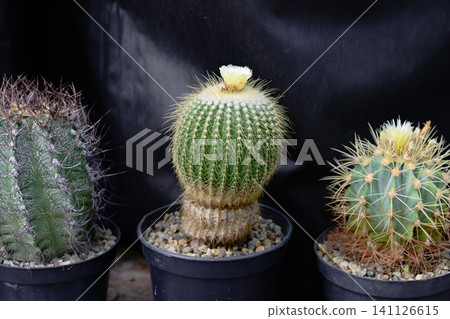 Blooming Parodia claviceps lemon ball cactus with small yellow flower on top in a flowerpot close up Blooming Parodia claviceps lemon ball cactus with small yellow flower on top in a flowerpot close up 141126615