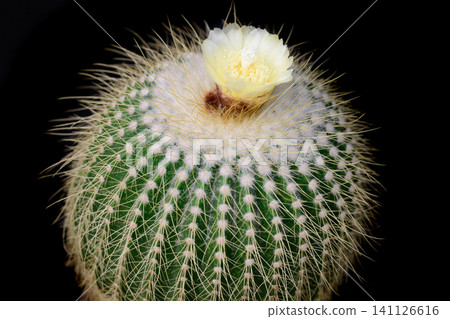 Blooming Parodia claviceps cactus with a pale yellow flower on top on a black background close up copy space Blooming Parodia claviceps cactus with a pale yellow flower on top on a black background close up copy space 141126616