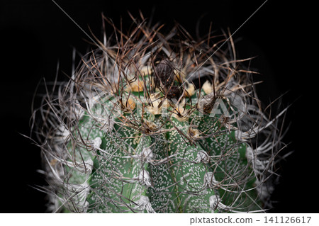 Astrophytum capricorne goat horn cactus with long curved spines and white flecks on a black background close up Astrophytum capricorne goat horn cactus with long curved spines and white flecks on a black background close up 141126617