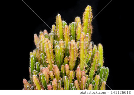 Acanthocereus tetragonus Fairy Castle cactus cluster with mini green and pink stems on a black background close up 141126618
