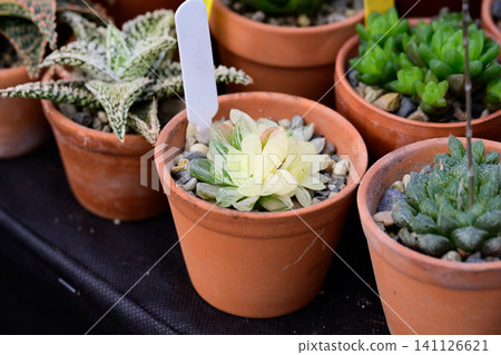 Rare variegated Haworthia cymbiformis succulent plant with pale yellow rosette in a clay pot close up Rare variegated Haworthia cymbiformis succulent plant with pale yellow rosette in a clay pot close up 141126621