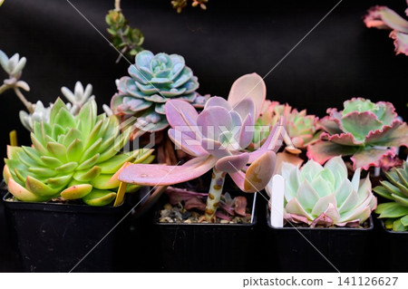 Assorted echeveria and graptopetalum succulent plants with colorful rosettes growing in plastic pots close up Assorted echeveria and graptopetalum succulent plants with colorful rosettes growing in plastic pots close up 141126627