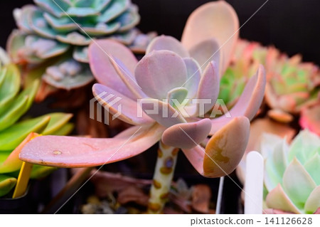 Echeveria Myrtilla succulent plant with large thick purple pink rosette leaves on a thick woody stem close up Echeveria Myrtilla succulent plant with large thick purple pink rosette leaves on a thick woody stem close up 141126628