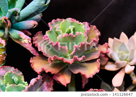 Echeveria Party Dress succulent plant with green pink ruffled rosette leaves on a black background close up 141126647