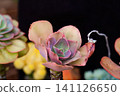 Echeveria gibbiflora succulent plant with large pastel pink rosette on a thick woody patterned stem close up 141126650