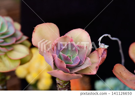 Echeveria gibbiflora succulent plant with large pastel pink rosette on a thick woody patterned stem close up Echeveria gibbiflora succulent plant with large pastel pink rosette on a thick woody patterned stem close up 141126650