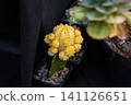 Yellow Gymnocalycium mihanovichii Friedrichii Hibotan moon cactus grafted on a green rootstock close up copy space 141126651
