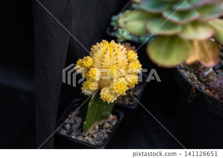 Yellow Gymnocalycium mihanovichii Friedrichii Hibotan moon cactus grafted on a green rootstock close up copy space Yellow Gymnocalycium mihanovichii Friedrichii Hibotan moon cactus grafted on a green rootstock close up copy space 141126651