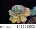 Echeveria Peach Pride succulent plant with pale green rosette leaves and bright pink margins close up copy space 141126652