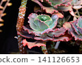 Echeveria Barbillion succulent plant with carunculate bumpy bronze purple rosette leaves in a pot close up 141126653